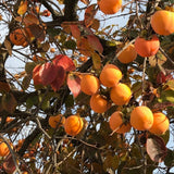 American Persimmon Live Plant Tree, 6-10 Inch Tall, in Quart Pot, Fruit Tree for Outdoor Garden, Yard, and Patio, Dormant in Winter