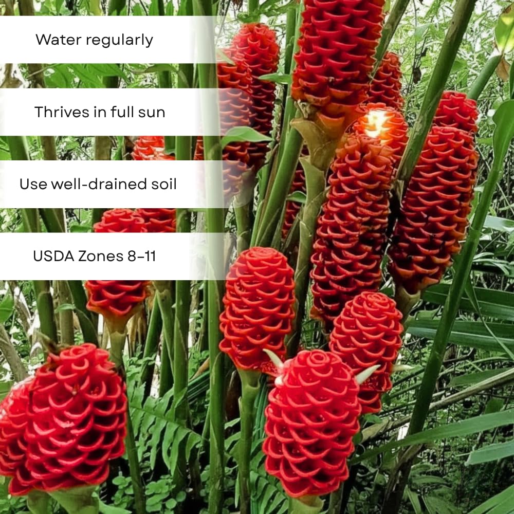 2 Awapuhi Shampoo Ginger Live Plant, Zingiber Zerumbet Pinecone Ginger Lily, 3-5 Inch Tall, Rooted Live Plant for Outdoor Planting