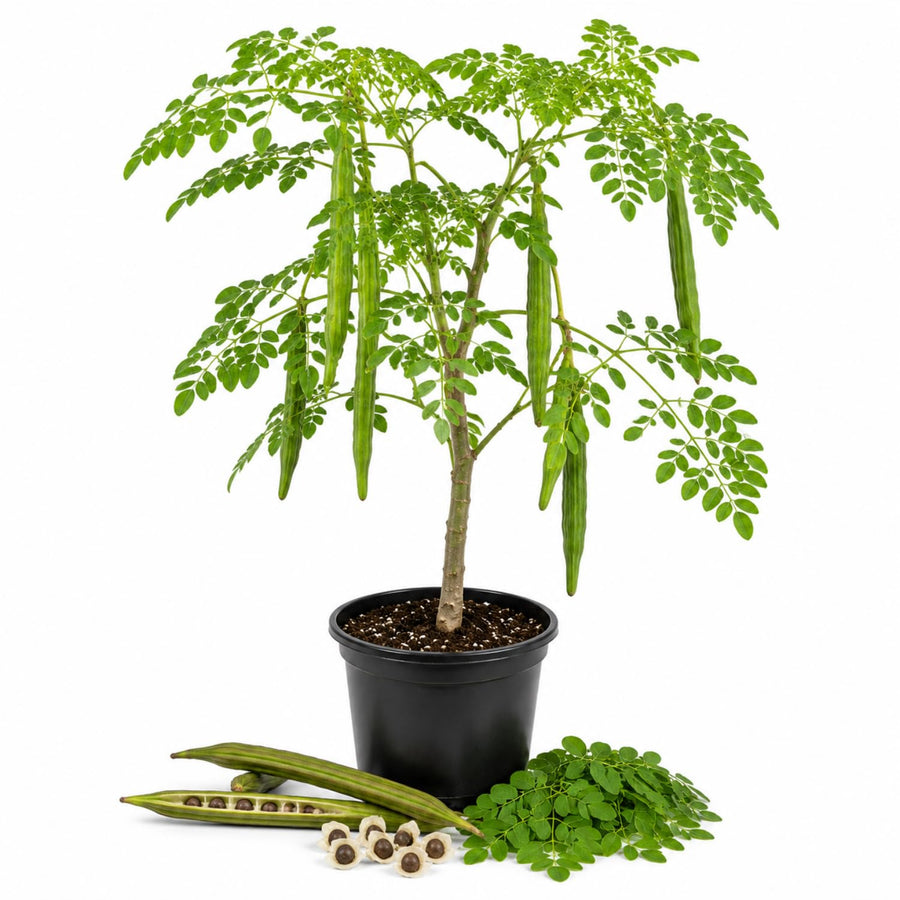 Moringa Tree Live Plant in 4'' Pot, Moringa Tree Seedlings, Drumstick Horseradish Tree, Outdoor or Container Planting, 4-7 Inches Plant