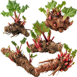 5 L Size Rhubarb Plants for Planting, Fast-Growing Rhubarb Crowns Root Division Plant, High Yield, Rich Flavor, Red Stalks