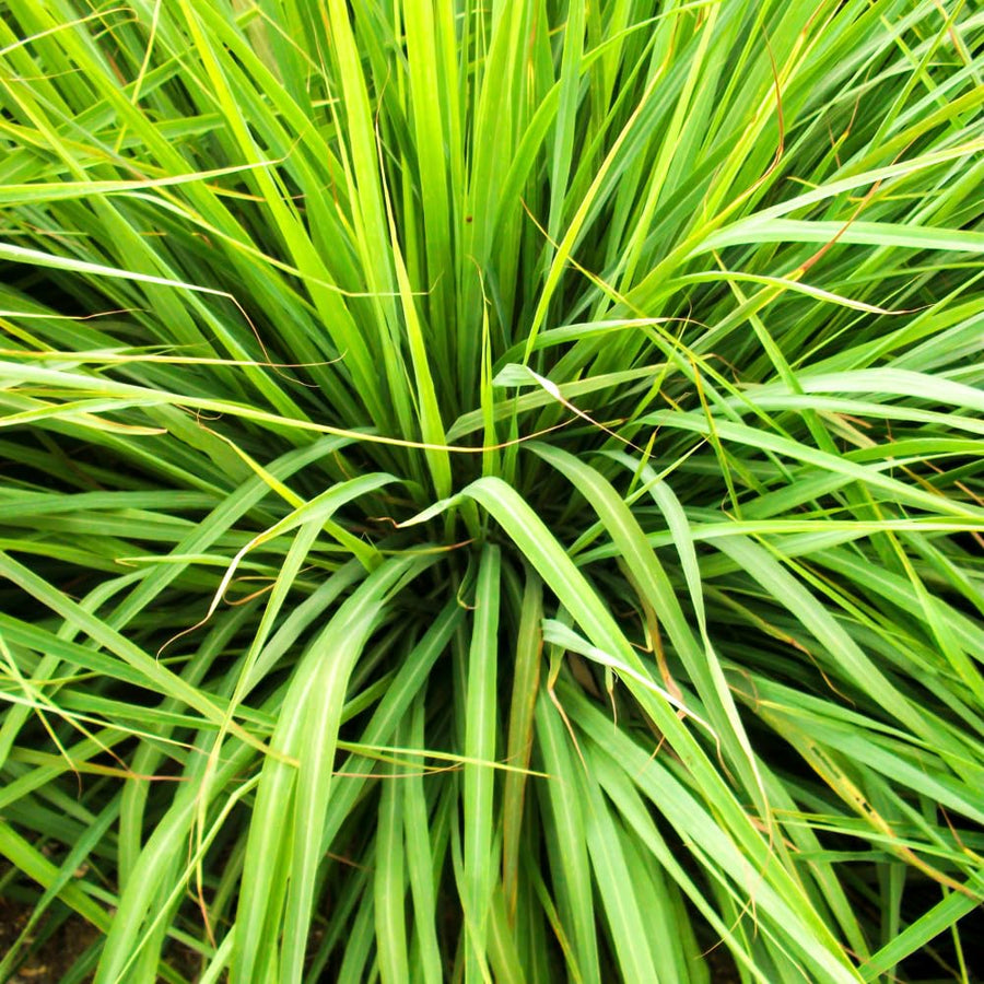 Set 5 of Citronella Grass Live Plants, Citronella Grass Plants Live from 3 to 5 Inches in Height