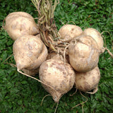 Set 48 Jicama Seeds, Jicama Plant, Vegetable Garden Seeds, Sweet Root for Outdoor Gardening