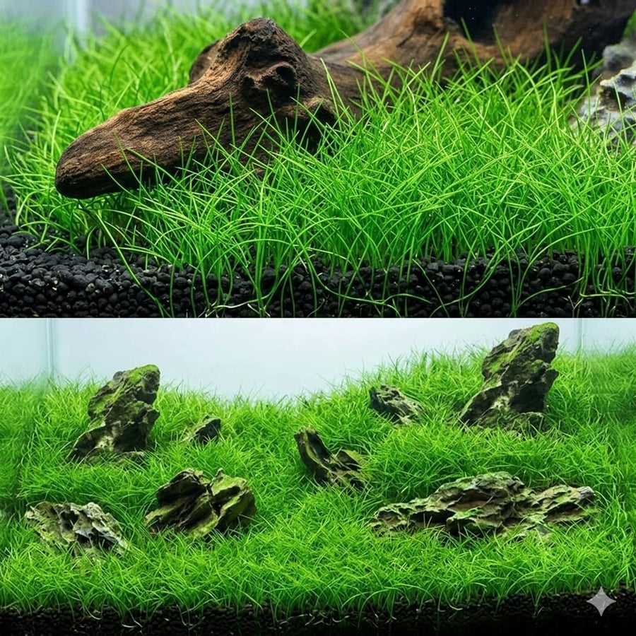 100 Aquarium Grass Seeds for Planting, Aquatic Plant Seeds Live Aquarium Plants, Aquarium Grass Plants