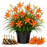 3 Wild Orange Daylily Bulbs for Planting, Reblooming Daylilies Roots, Hardy Perennial Flowers Bulbs, Gardens and Borders Planting
