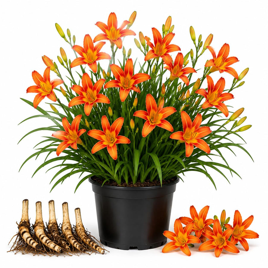 3 Wild Orange Daylily Bulbs for Planting, Reblooming Daylilies Roots, Hardy Perennial Flowers Bulbs, Gardens and Borders Planting