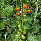 Tomato Plant Live, Tomato Cherry Red Plant 8-10'' Height, 4 Inches Pot, Vegetable Plant for Outdoor Garden