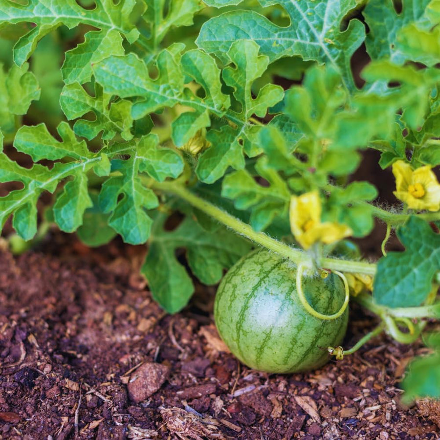 2 Watermelon Plants Live, Red Watermelon Live Plant, Sweet Fruit Plant Patios Backyard Gardening, 4 to 7''