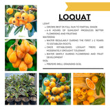 Golden Loquat Plant Live, Yellow Loquat Fruit Tree, 6-12" Tall, in 4" Pot for Outdoor or Container Growing