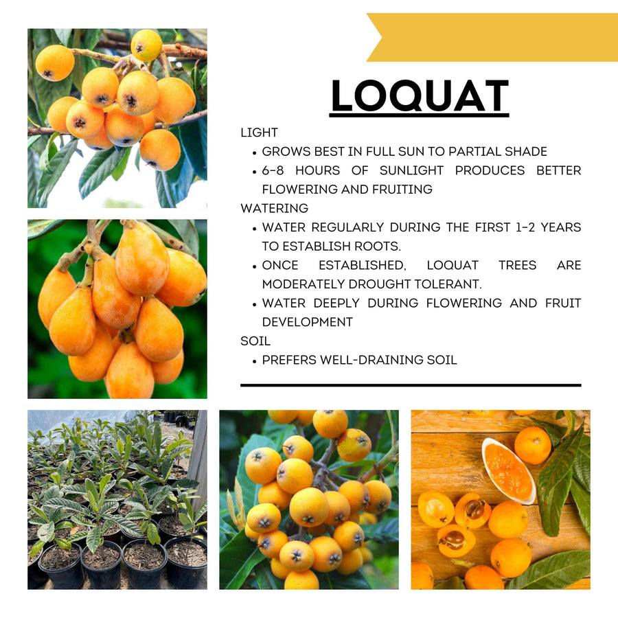 Golden Loquat Plant Live, Yellow Loquat Fruit Tree, 6-12" Tall, in 4" Pot for Outdoor or Container Growing