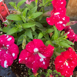 2 Petunia Live Plants, Strawberry Sky Petunia Flowers, Live Petunias Plants Outdoor Indoor, 5-9 Inch Tall