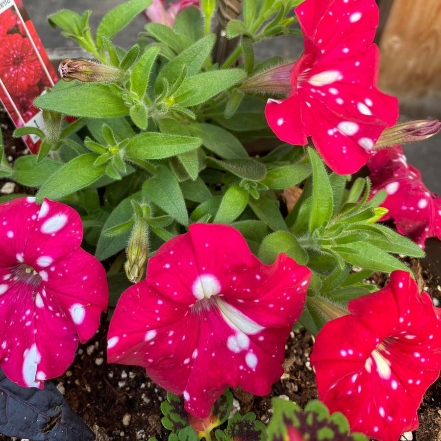 2 Petunia Live Plants, Strawberry Sky Petunia Flowers, Live Petunias Plants Outdoor Indoor, 5-9 Inch Tall