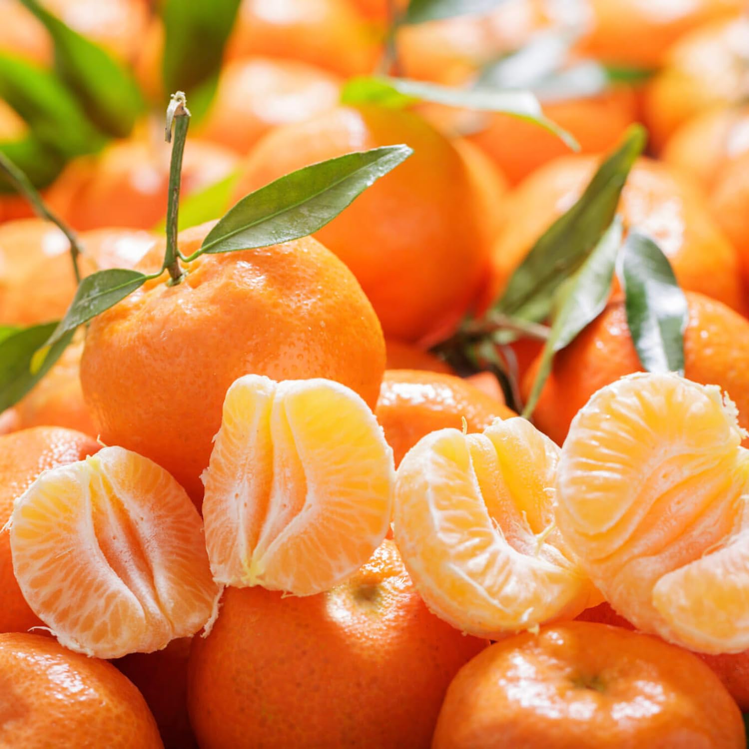 Ready Plant Tangerine Tree Live, 3 Years Old 3 Feet Tall, Grafted Citrus Tree for Outdoor Indoor Planting, Sweet Tangerine Orange Fruit Tree