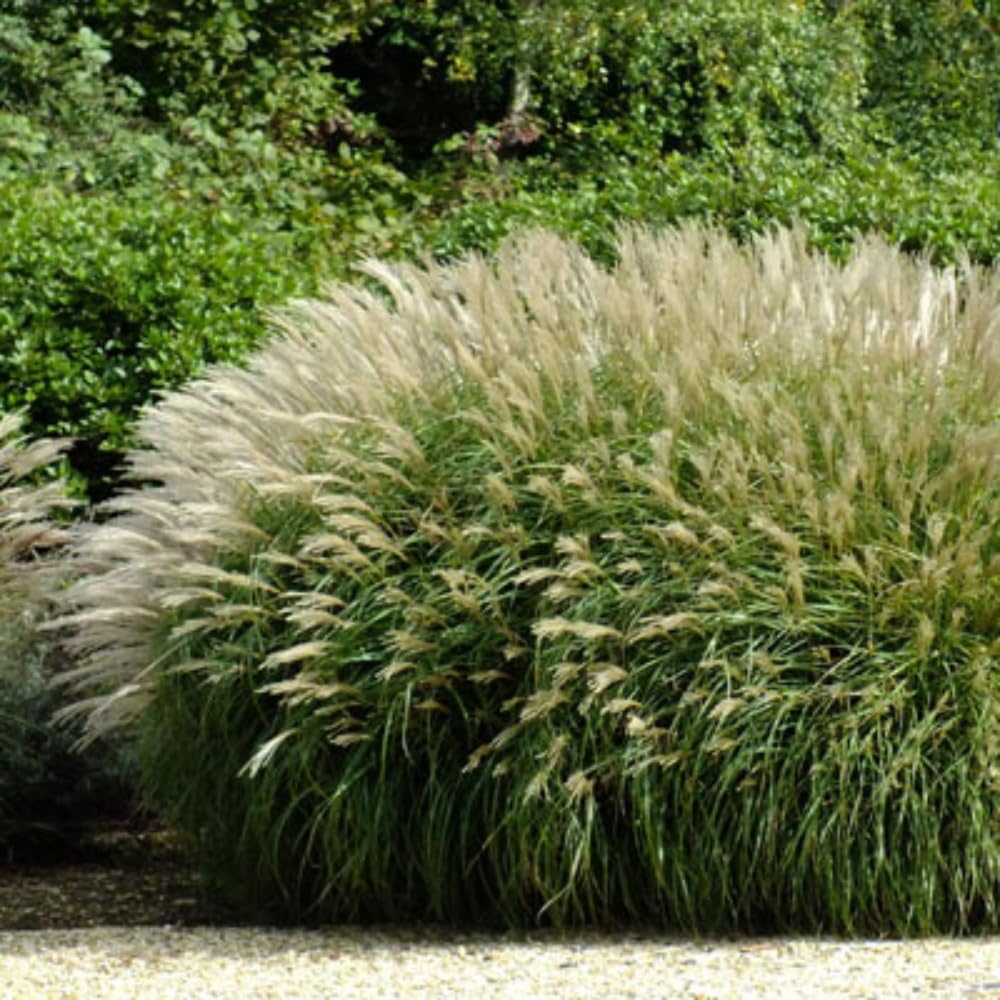 Set 2 Maiden Grass Plants, Miscanthus Grass Live Clump - 4 to 6 Inches Tall, Live Miscanthus Grass Plants, Ornamental Grass Perennial Live Plants, No Pot