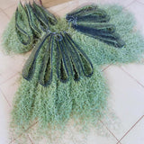 Spanish Moss Plant Live, Spanish Moss Tillandsia Air Plants Live Houseplants, 12 to 18 Inc Tall, Succulent Plants Live