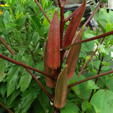 50 Count Red Okra Seeds for Planting, Red Okra Vegetable Seeds for Garden Planting and Yard Growing