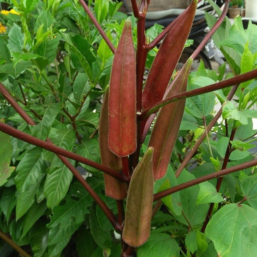 50 Count Red Okra Seeds for Planting, Red Okra Vegetable Seeds for Garden Planting and Yard Growing
