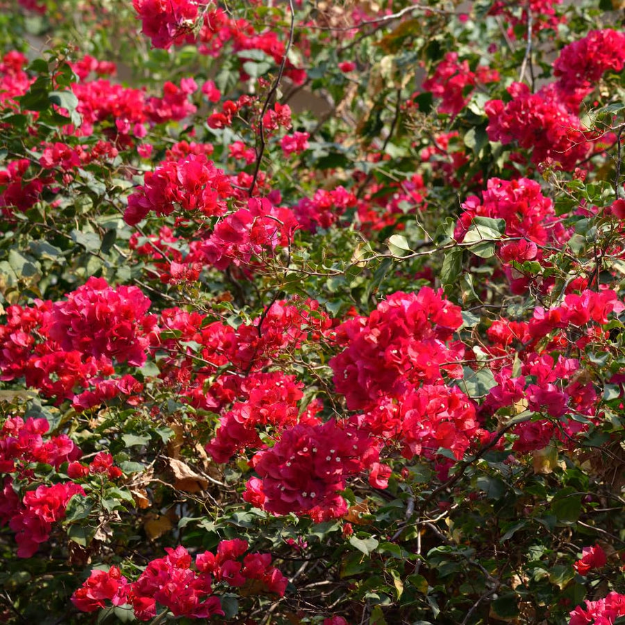 Bougainvillea Plant Live, Bougainvillea Flower Plants, Trailing Flowering Vines, Vibrant Blooms, 4-7 Inches Tall in 4 Inch Pot for Growing (Red)