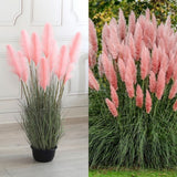 3 Pink Pampas Grass Plants Live, Live Pampas Grass Plant Ornamental Grass Plant Perennial, from 5 Inc to 8 Inc in Height
