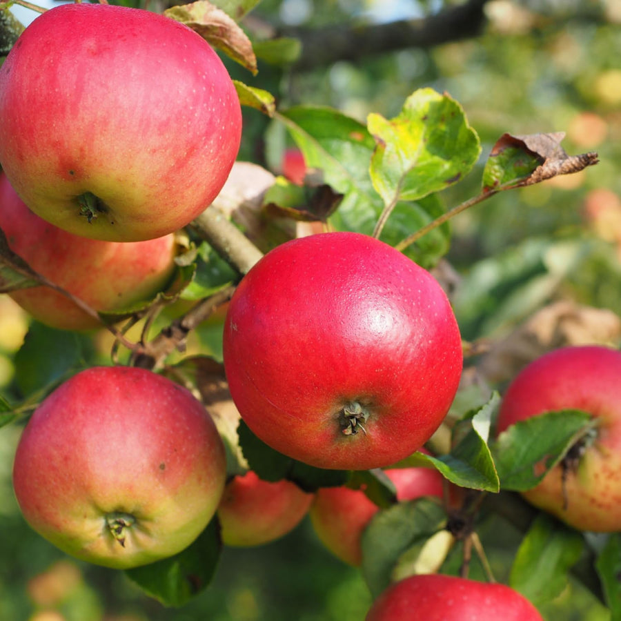Red Delicious Apple Tree Live Plant for Planting, 1.5-2 Feet Height, Apple Plant Live for Planting, Live Apple Tree Plant, Bareroot