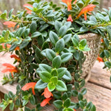 Goldfish Plants Live Houseplants, 4-7 Inches Tall in 4 Inch Pot, Trailing Goldfish Plant Live, Bright Orange Flowers Indoor Plant for Home Decor
