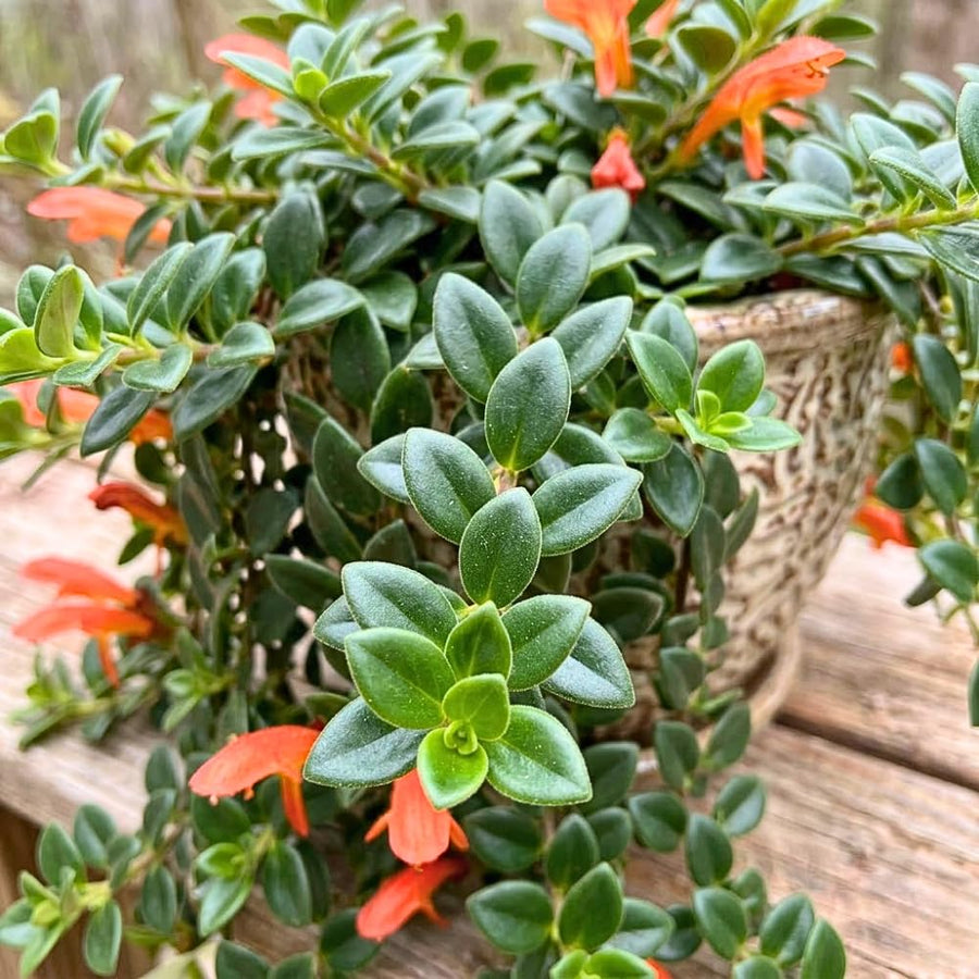 Goldfish Plants Live Houseplants, 4-7 Inches Tall in 4 Inch Pot, Trailing Goldfish Plant Live, Bright Orange Flowers Indoor Plant for Home Decor