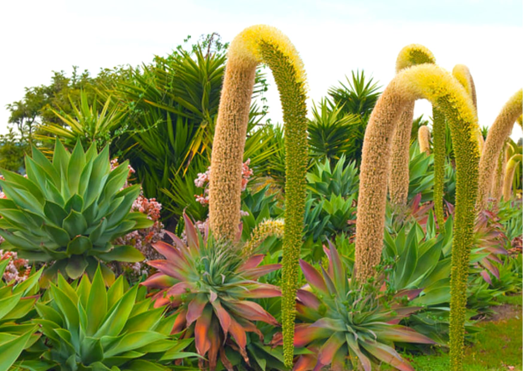 Large Foxtail Agave Plant Live, Green Agave Succulent Plant Cactus, 1 Year Old, 8" in Tall in 4" Pot for Outdoor, Very Hardy