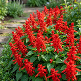 2 Salvia Plants, Red Salvia Live Plants, 4-6 Inches Tall, 4 Inches Pot, Long Blooming Red Flowers for Indoor Outdoor Growing