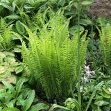 5 Ostrich Fern Bare Root Rhizomes Plant, Live Fern Plants for Shade Gardens, Hardy Outdoor Perennials Plant