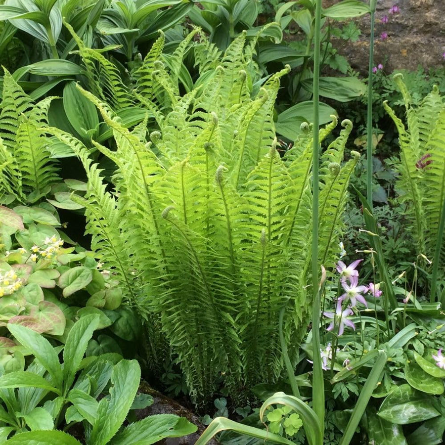 5 Ostrich Fern Bare Root Rhizomes Plant, Live Fern Plants for Shade Gardens, Hardy Outdoor Perennials Plant