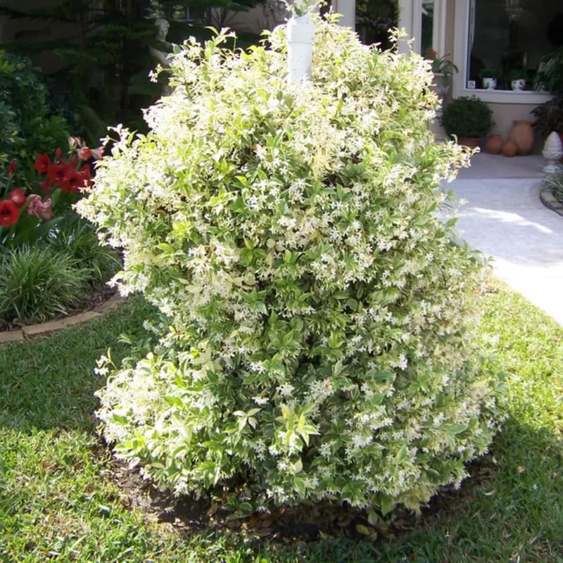 2 Jasmine Plants Live, Random Jasmine Tree Live Plant Plugs Size, Fragrant White Flower, 2-3 Inches in Tall, No Pot, Fast-Growing