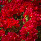Bougainvillea Plants - Pack 2 Bougainvillea Flowering Plants - Starter from 4 to 6 Inches Tall Bareroot - Growing Outdoor (Red)