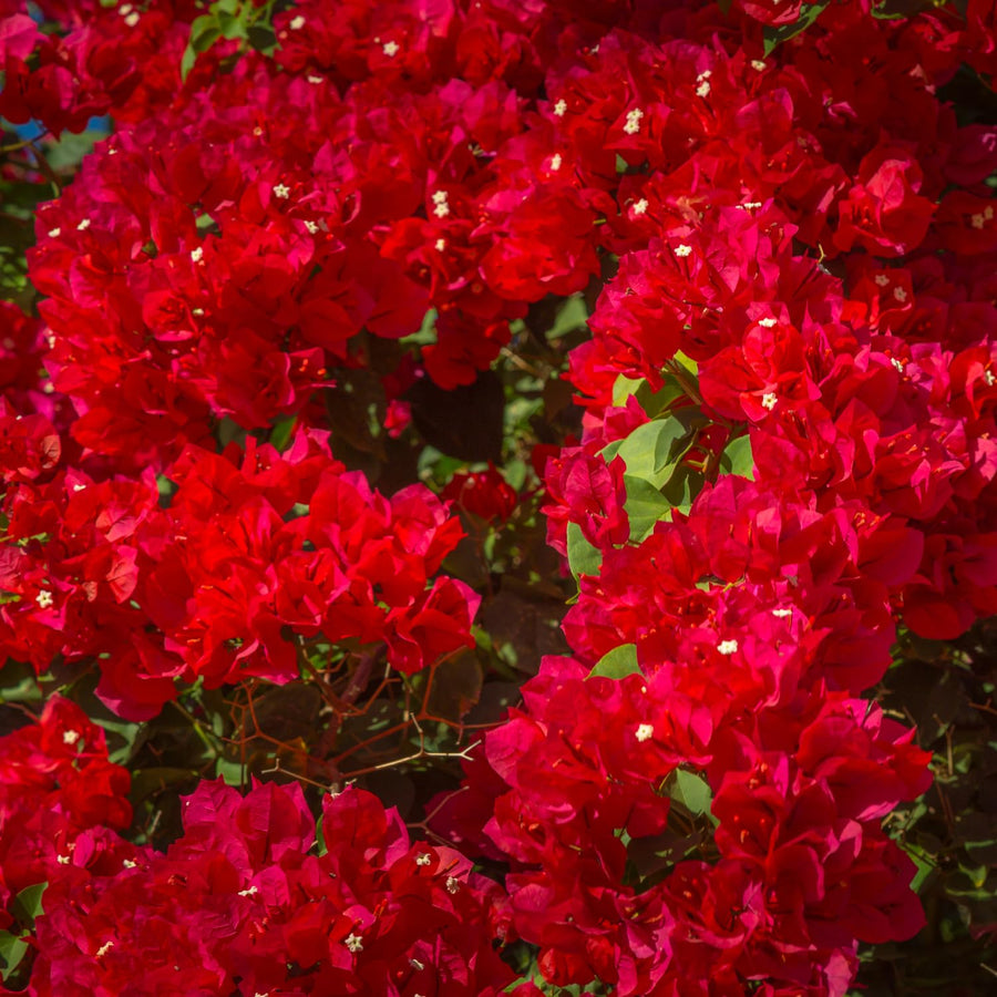 Bougainvillea Plants - Pack 2 Bougainvillea Flowering Plants - Starter from 4 to 6 Inches Tall Bareroot - Growing Outdoor (Red)