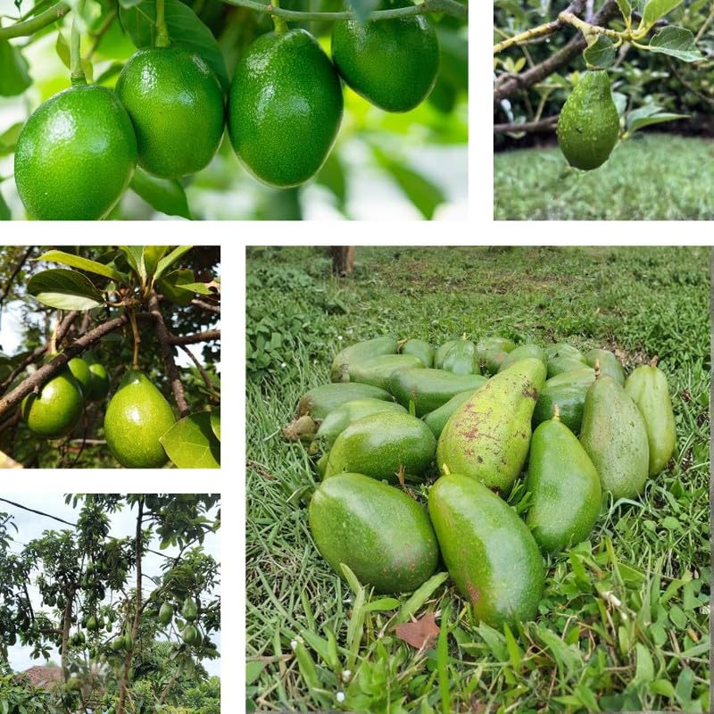Green Brown Avocado Live Plant 3ft Tall in 1 Gallon, Grafted Avocado Tree Plant, Fruit Plants for Your Garden
