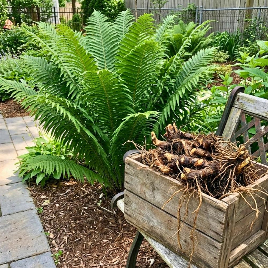 5 Ostrich Fern Rhizomes Live Plants for Planting, Ferns Live Plants Outdoors Indoors Full Shade, Bare Roots, Fast-Growing