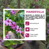 2 Blue Purple Mandevilla Live Plants, Mandevilla Flowering Vines Trellis, 4-9 Inch Tall Plants for Hanging Baskets, Container and Garden Growing