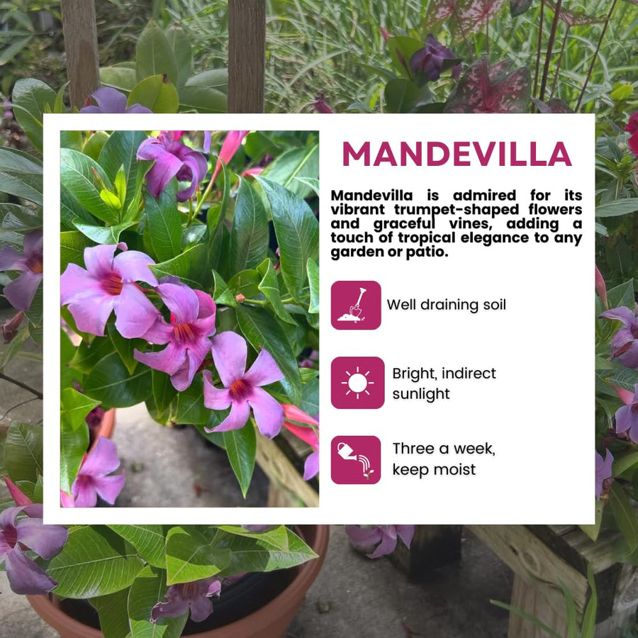 2 Blue Purple Mandevilla Live Plants, Mandevilla Flowering Vines Trellis, 4-9 Inch Tall Plants for Hanging Baskets, Container and Garden Growing