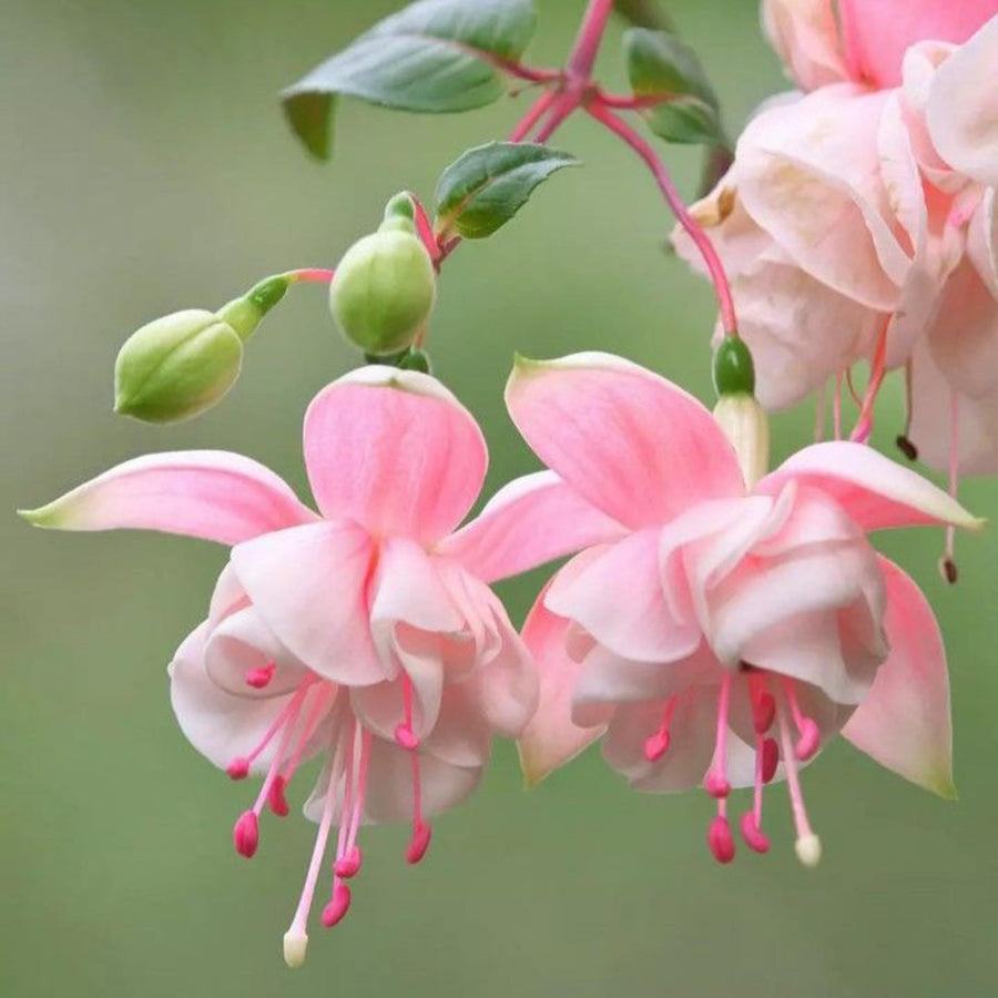 Fuchsia Plant, 3 to 4 Inch Tall Fuchsia Plants Live, Hanging Fuchsias Plants Well Rooted for Planting, Hardy Fuchsias Live Plants, Perennial, Colorful Flowers (Light Pink Flowers)