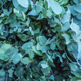 Eucalyptus Tree Plant Live Indoor, Baby Blue Eucalyptus Live Plant Without Pot, 5 to 7 Inches Tall Size Plants