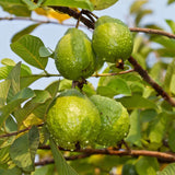 Guava Plant Live, 6-10 Inch Tall, Tropical Guava Tree in 4” Pot for Indoor or Outdoor Growing (Pink Guava)