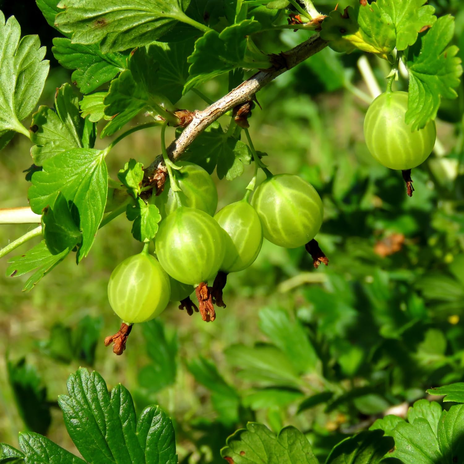 3 Years Old Gooseberry Tree Plant Live, Rare Large Gooseberry Bush 3 Feet Tall, Sweet Fruit Tree Garden for Outdoor Indoor