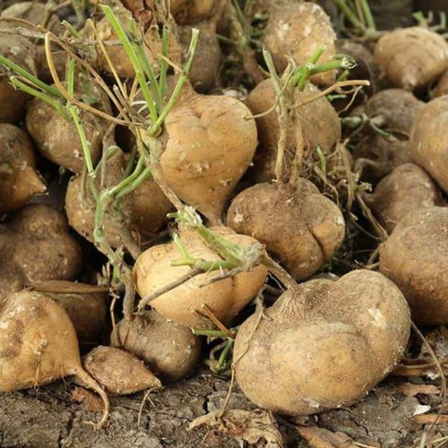 48 Jicama Vegetable Seeds for Planting in Garden Yard and Backyard, Jicama Seeds