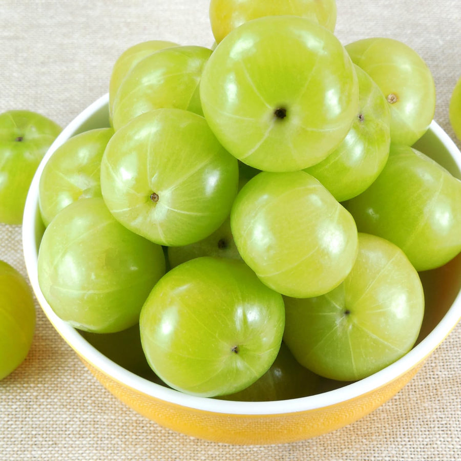 3 Years Old Gooseberry Tree Plant Live, Rare Large Gooseberry Bush 3 Feet Tall, Sweet Fruit Tree Garden for Outdoor Indoor