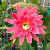 Epiphyllum Orchid Cactus Live Plant, Vibrant Blooming Orchird Cactus in 3.5" Pot, Compact, Cold Hardy, Low Maintenance (Pink Orchid Cactus)