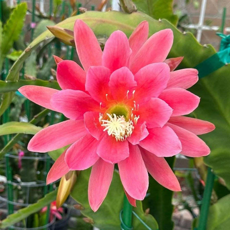 Epiphyllum Orchid Cactus Live Plant, Vibrant Blooming Orchird Cactus in 3.5" Pot, Compact, Cold Hardy, Low Maintenance (Pink Orchid Cactus)