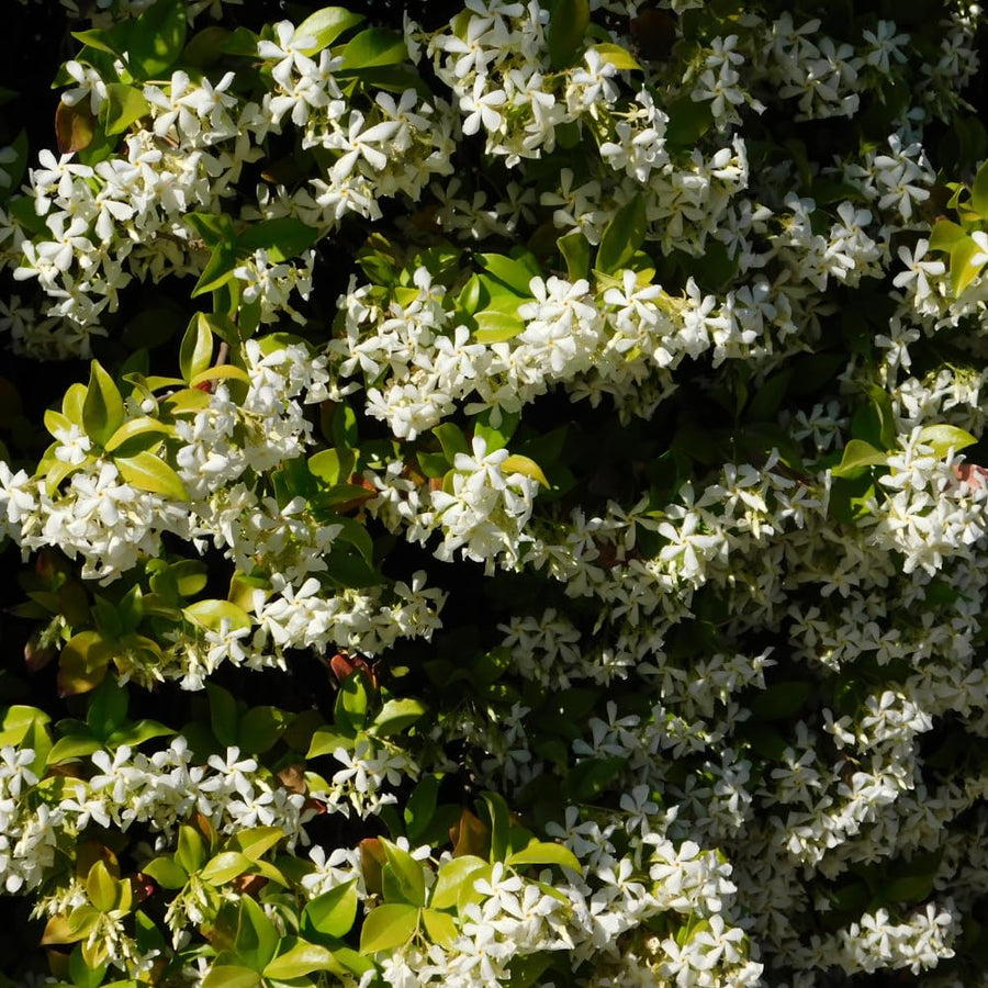 Star Jasmine Plant Live, Star Jasmine Live Plants Climbing Vine Indoor Outdoor Fragrant Flower Garden Planting