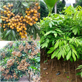 1 Year Old Longan Tree Live Plant, Well-Rooted for Zones 9-11, 8-10 Inches Tall in 4 Inch Pot, Tropical Fruit Tree for Indoor or Outdoor Growing