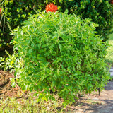 Set 6 Holy Basil Plant,Tusil Basil, Live Herb Plant, 3 to 5 Inch for Growing