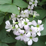 Green Shamrock Plant Live, Starter Oxalis Plant in 4" Pot, Easy Care Ornamental Houseplant for Patio, Container and Home Gardening