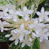 2 Dwaft Ixora Plants Live, Flowers Plants, Live Ixora Plant from 4 Inc Tall Well Rooted (White)