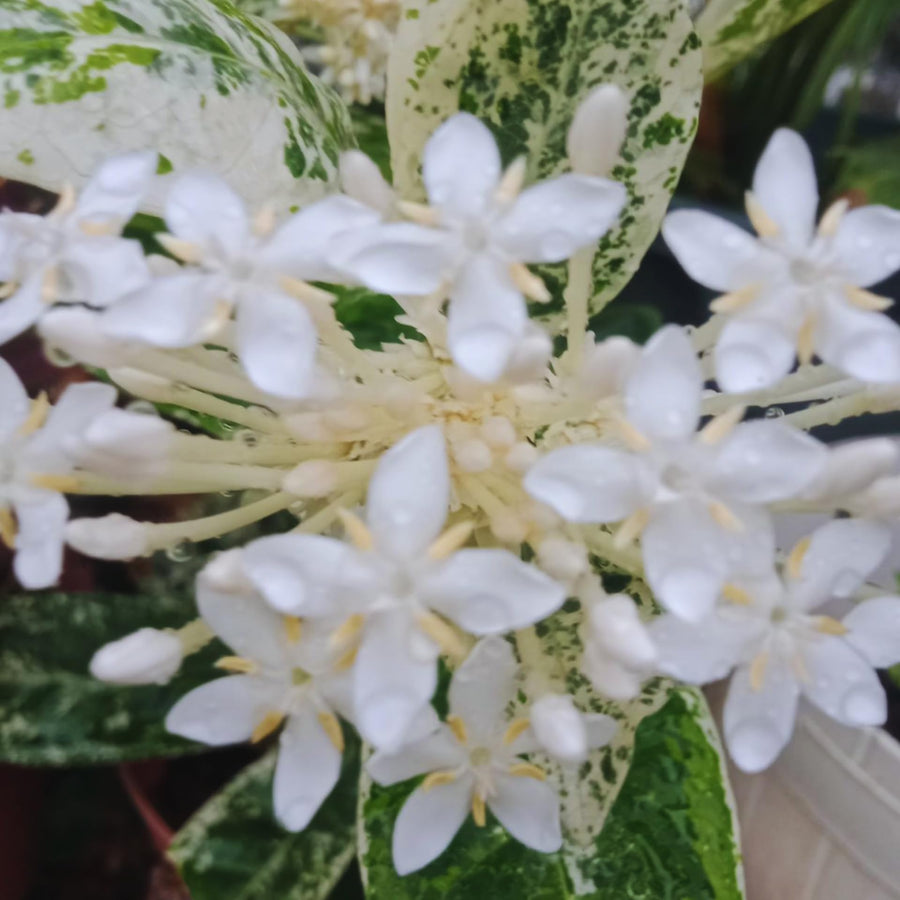 2 Dwaft Ixora Plants Live, Flowers Plants, Live Ixora Plant from 4 Inc Tall Well Rooted (White)